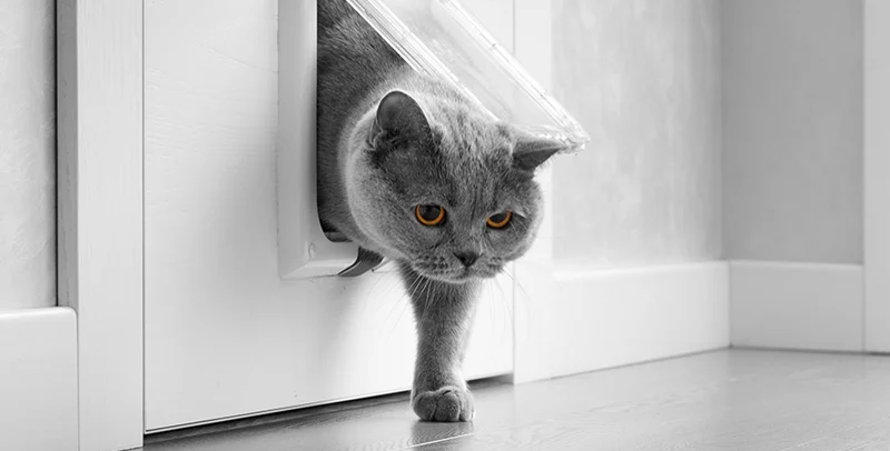 Cat using a newly installed cat flap in a London home